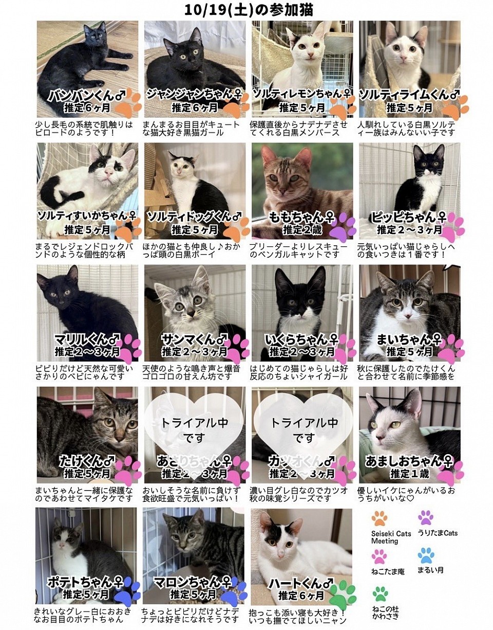 2024/10/19保護猫の譲渡会　多摩市　聖蹟桜ヶ丘　桜ヶ丘キリスト教会