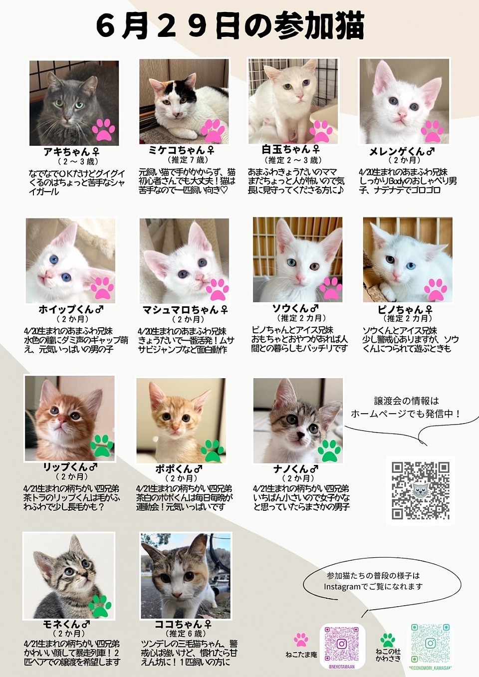 保護猫の譲渡会　参加予定のネコちゃんたち