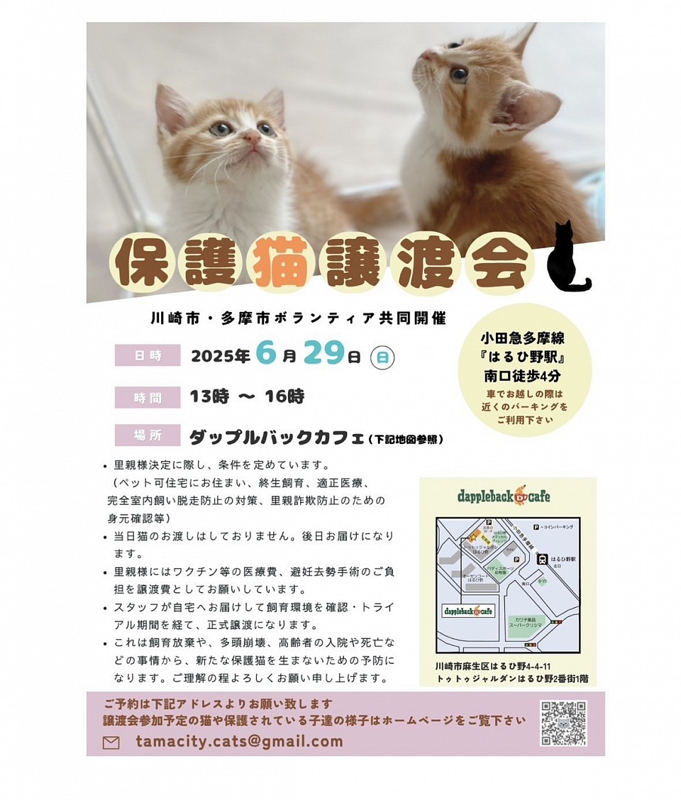 2025.3.15 保護猫の譲渡会 聖蹟桜ヶ丘