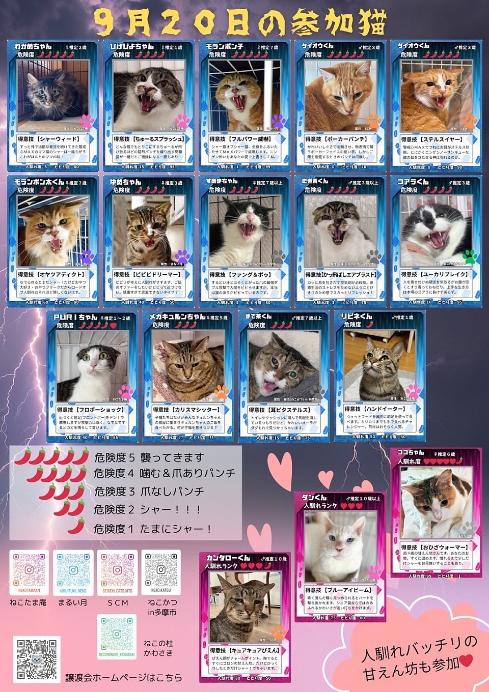 保護猫の譲渡会　参加予定のネコちゃんたち