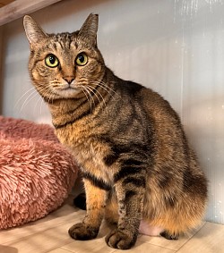 【メガキュルンちゃん♀ 】5歳 ⭐︎初期医療⭐︎ 3種混合ワクチン/ 避妊手術済み/ エイズ、白血病検査ともに陰性/ ノミダニ駆除済