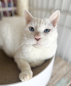 【ダンくん♂】 10歳以上 ⭐︎初期医療⭐︎ 3種混合ワクチン/ 去勢手術済み/ エイズ、白血病検査ともに陰性/ ノミダニ駆除済