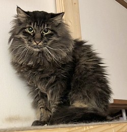 【わかめちゃん♀】2歳 ⭐︎初期医療⭐︎ 3種混合ワクチン/ 避妊手術済み/ エイズ、白血病検査ともに陰性/ ノミダニ駆除済