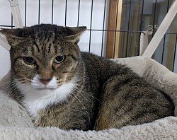 【まて茶くん♂】推定6歳 ⭐︎初期医療⭐︎ ３種混合ワクチン/ ノミダニ駆除/ エイズ陽性/ 白血病陰性  ※元地域猫の為、保護時すでに去勢済み