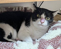 【すあまちゃん♀】推定10歳 ⭐︎初期医療⭐︎ ３種混合ワクチン/ ノミダニ駆除/ エイズ、 白血病陰性  ※元地域猫の為、保護時すでに避妊済み