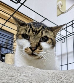 【むぎ茶くん♂】推定3歳 ⭐︎初期医療⭐︎ ３種混合ワクチン/ ノミダニ駆除/ エイズ陽性/ 白血病陰性  ※元地域猫の為、保護時すでに去勢済み