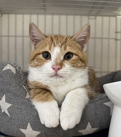 【ぶんたんくん♂】3ヶ月 ⭐︎初期医療⭐︎ 3種混合ワクチン/去勢手術済み/ エイズ、白血病検査ともに陰性/ ノミダニ駆除済