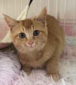 【でこぽんくん♂】3ヶ月 ⭐︎初期医療⭐︎ 3種混合ワクチン/ エイズ、白血病検査ともに陰性/ ノミダニ駆除済