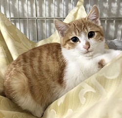 【はっさくくん♂】3ヶ月  ☆初期医療⭐︎ 3種混合ワクチン/ エイズ、白血病検査ともに陰性/ ノミダニ駆除済