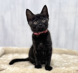 【あんみつちゃん♀】3ヶ月 ☆初期医療⭐︎ 3種混合ワクチン/ エイズ、白血病検査ともに陰性/ノミダニ駆除済