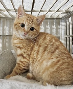 【ゆずくん♂】3ヶ月 ☆初期医療⭐︎ 3種混合ワクチン/ エイズ、白血病検査ともに陰性/ ノミダニ駆除済