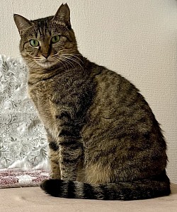 【いろはちゃん♀】1〜3歳　⭐︎初期医療⭐︎ 3種混合ワクチン/ 避妊手術済み/ ノミダニ駆除済み/ エイズ、白血病検査ともに陰性