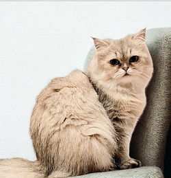 【ベリーちゃん♀】推定4歳　⭐︎初期医療⭐︎ウイルス陰性/ 避妊手術済み /ワクチン接種済み /駆虫済み