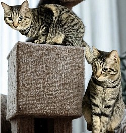 【にゃにゃちゃん♀＆にょりべくん♂（姉弟です） 】1歳8ヶ月 ☆初期医療 ⭐︎ウイルス陰性/ 避妊去勢手術済み/ ワクチン接種済み /駆虫済み  ※この2人は姉弟2匹一緒のお迎え希望です