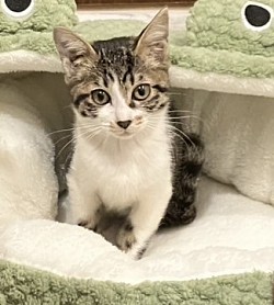 【おかるちゃん♀】3ヶ月 ⭐︎初期医療⭐︎ウイルス陰性/ ワクチン接種済み /駆虫済み