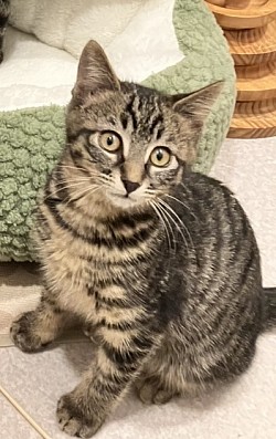 【かぁ子ちゃん♀】4ヶ月 ☆初期医療☆ ⭐︎初期医療⭐︎ウイルス陰性/ ワクチン接種済み /駆虫済み