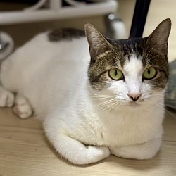 【らぶちゃん♀】1歳☆初期医療☆ 3種混合ワクチン済・避妊手術済・エイズ、白血病陰性・ノミダニ駆除済