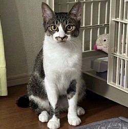 【ひげぴよちゃん♀】2歳 ⭐︎初期医療⭐︎ 三種混合ワクチン接種済・避妊手術済み・エイズ白血病検査ともに陰性・ 駆虫（内部外部）済