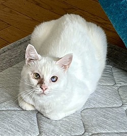 【ハクくん♂】推定3歳 ⭐︎初期医療⭐︎ 三種混合ワクチン接種済・去勢手術済み・エイズ白血病検査ともに陰性・駆虫（内部外部）済