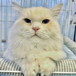 【テオくん ♂】 5才 ☆初期医療☆ 3種混合ワクチン済 ・エイズ、白血病陰性・ 駆虫済み