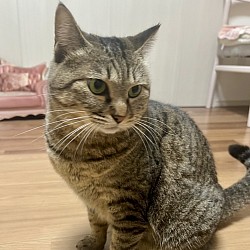 【いろはちゃん♀】2〜3歳☆初期医療☆ 駆虫済・避妊去勢手術済・三種混合ワクチン済・ エイズ、白血病ともに陰性