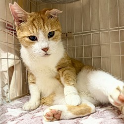 【マロンくん♂】 推定6歳位 ⭐︎初期医療⭐︎ 3種混合ワクチン済・去勢手術済・エイズ、白血病検査共に陰性・駆虫（内部外部）済