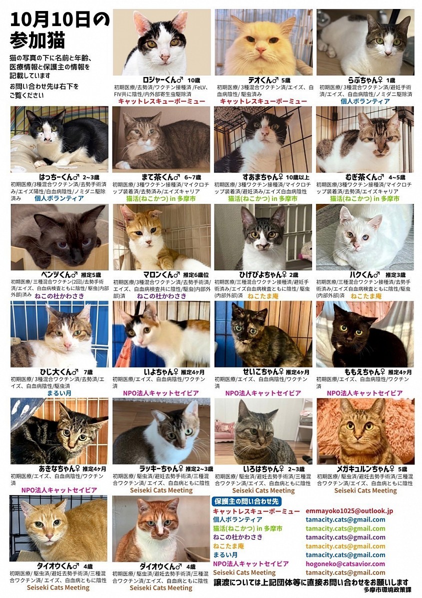10/10の譲渡会に参加予定の猫ちゃん達です！